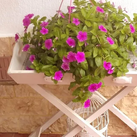 Vasiliki's *